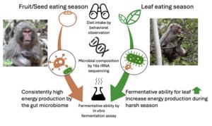 Adapting to a seasonal diet