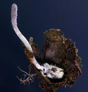 The parasitic fungus Purpureocillium aff. atypicola