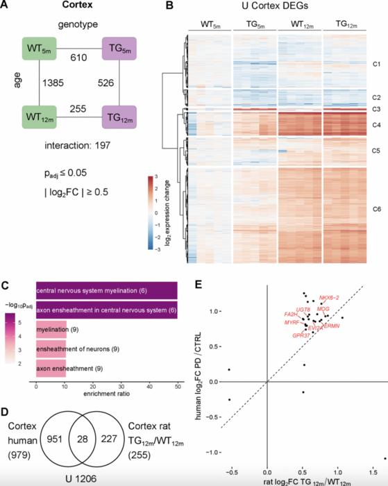 Brain region-specific and systemic transcriptomic alterations in a human alpha-synuclein overexpressing rat model