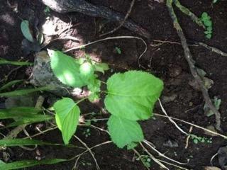 <i>P. kaalaensis</i> outplanted in the wild.