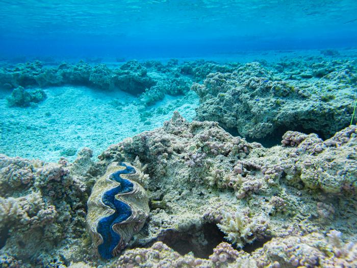 Vibrant blue giant clam with seafloor