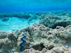 Vibrant blue giant clam with seafloor
