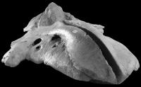 <i>Bohaskaia monodontoides</I> (2 of 2)