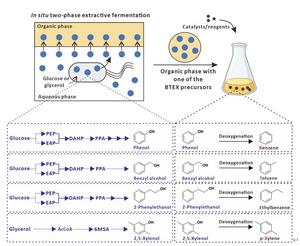 Chemobiological Platform Enables Renewable Conversion of Sugars into Core Aromatic Hydrocarbons of Petroleum