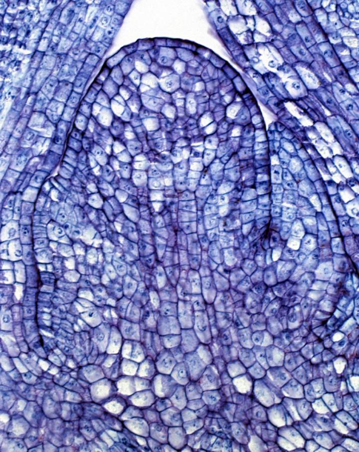 Maize Shoot Apical Meristem