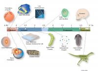 Timeline
