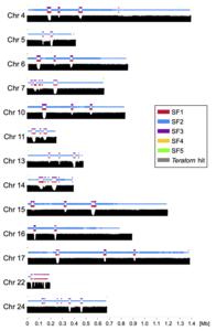 Centromeric regions of the acrocentric chromosomes (chromosomes whose centromere lies near one end) in the complete medaka genome (Southern Japanese strain)