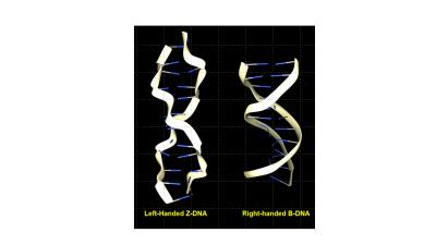 Shape Shifting by DNA