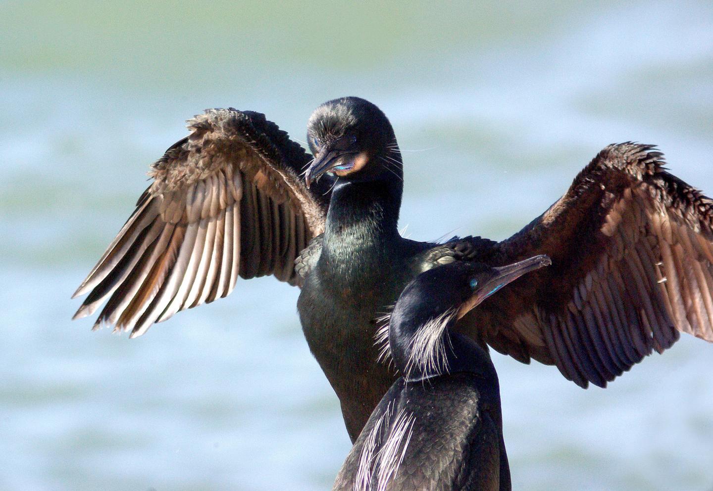 Brandt's Cormorant