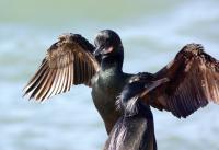 Brandt's Cormorant