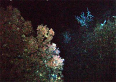 Crystal Reef