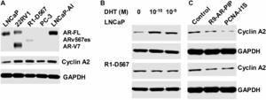 Targeting PCNA/AR interaction inhibits AR-mediated signaling in castration resistant prostate cancer cells