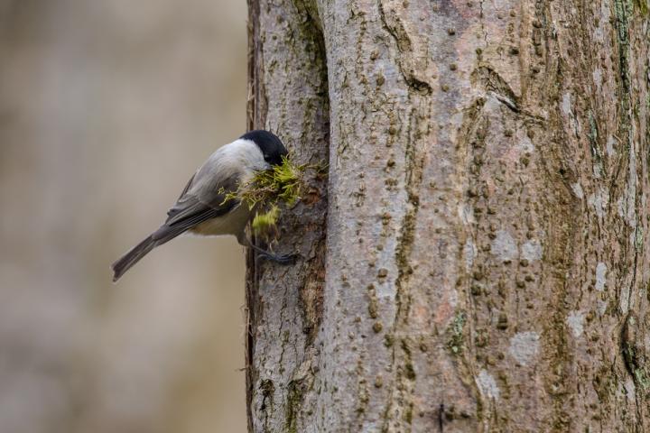 Nesting Marsh Tit
