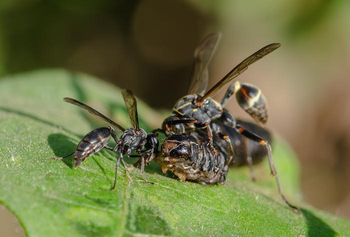wasps and caterpillars on a leaf