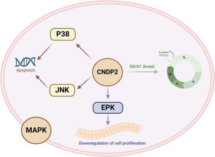CNDP2 activates the MAPK pathway and arrests the cell cycle, acting as a functional tumor suppressor in gastric cancer.