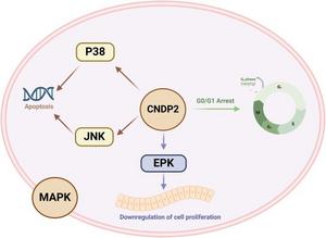 CNDP2 activates the MAPK pathway and arrests the cell cycle, acting as a functional tumor suppressor in gastric cancer.