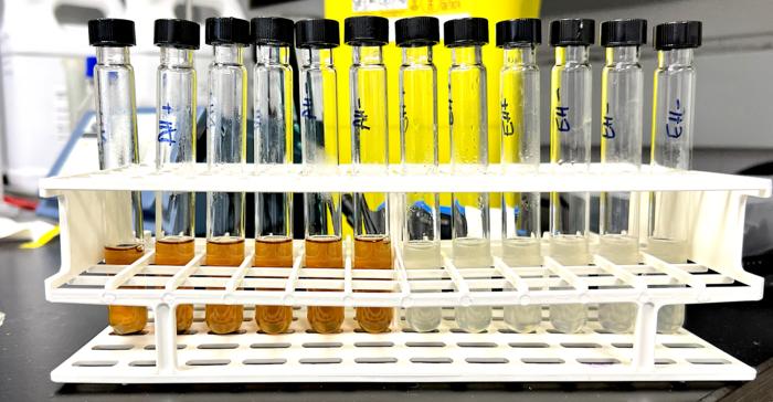 Microbial hydrogenation reactions using chemically (left) and enzymatically (right) degraded bread waste. Credit: Dr Mirren White, School of Biological Sciences, University of Edinburgh.