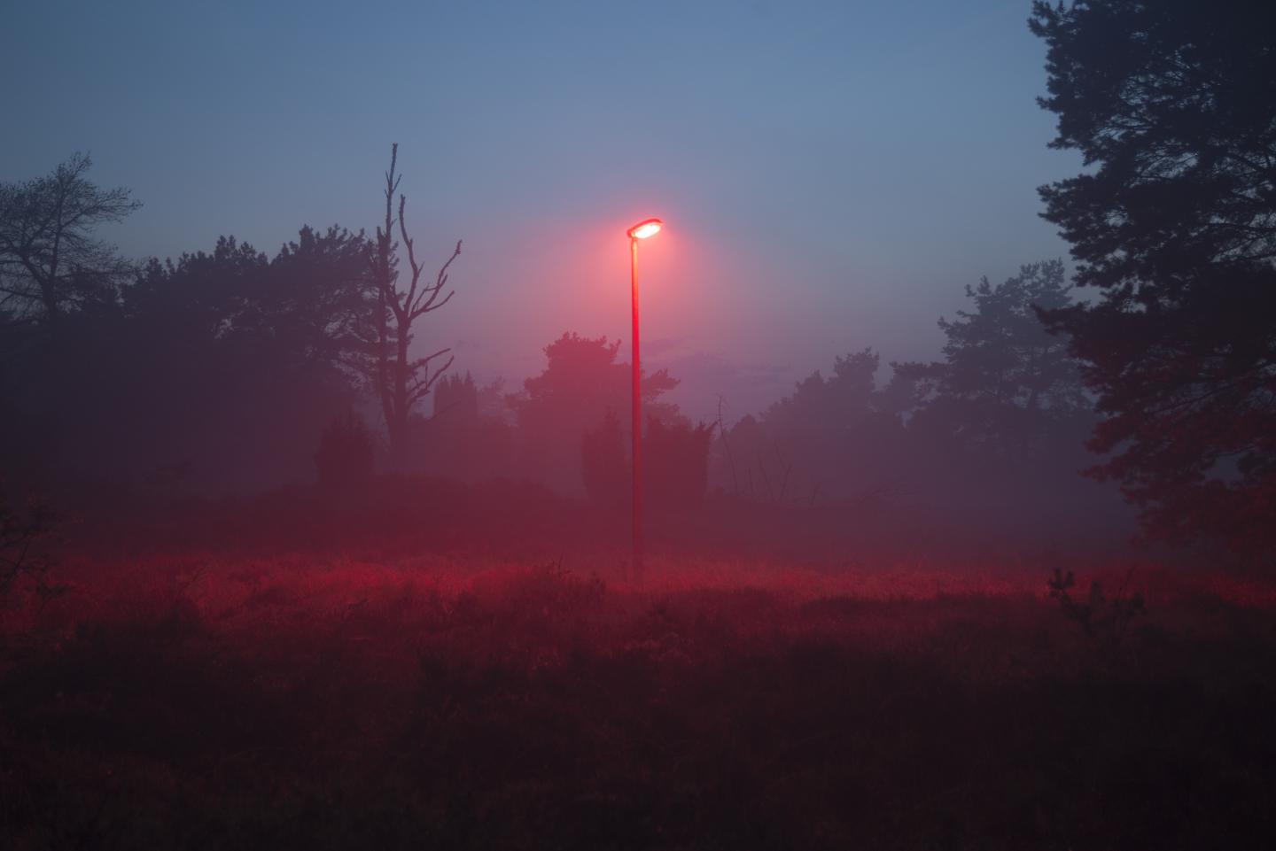 One of the Experimental Light Study Sites