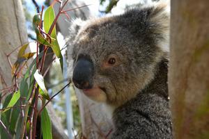 koala