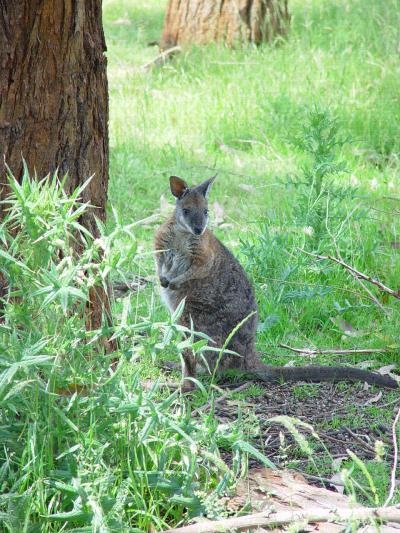 Marsupial