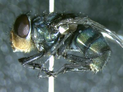 <i>Chrysoma megacephala</i>