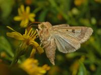 Cotton Bollworm (<i>Helicoverpa armigera</I>)