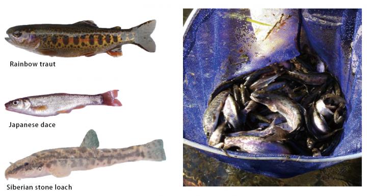 Stream Fish