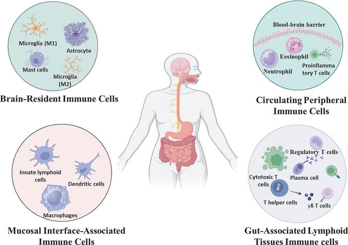 Functional Immune Compartments of the Gut–Brain Axis