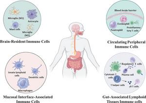 Functional Immune Compartments of the Gut–Brain Axis