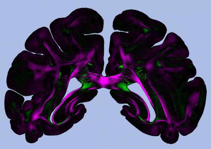 Diattenuation Imaging