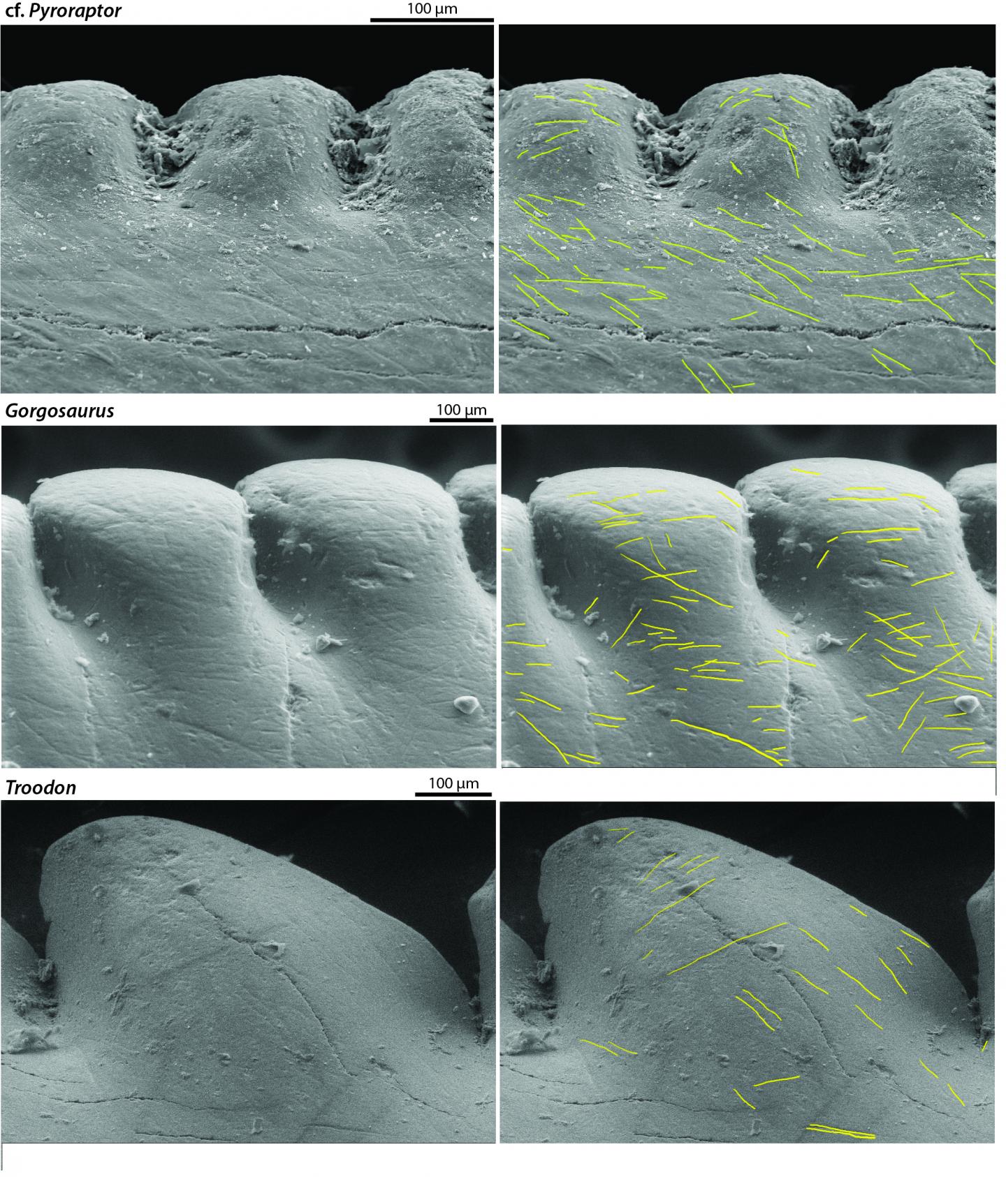 Microwear Patterns