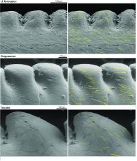 Microwear Patterns
