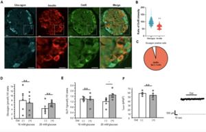 Oxytocin modulates insulin and GLP-1 secretion in pancreatic islets