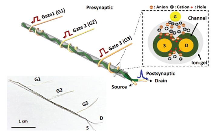 Illustration of the device architecture for neurofiber-OECT