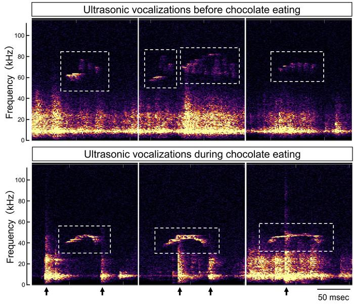 Distinct vocalization patterns emerge during chocolate consumption