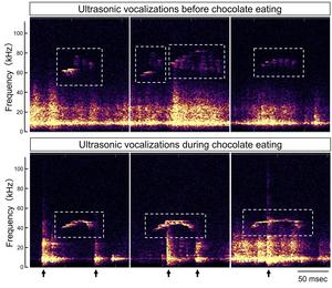 Distinct vocalization patterns emerge during chocolate consumption