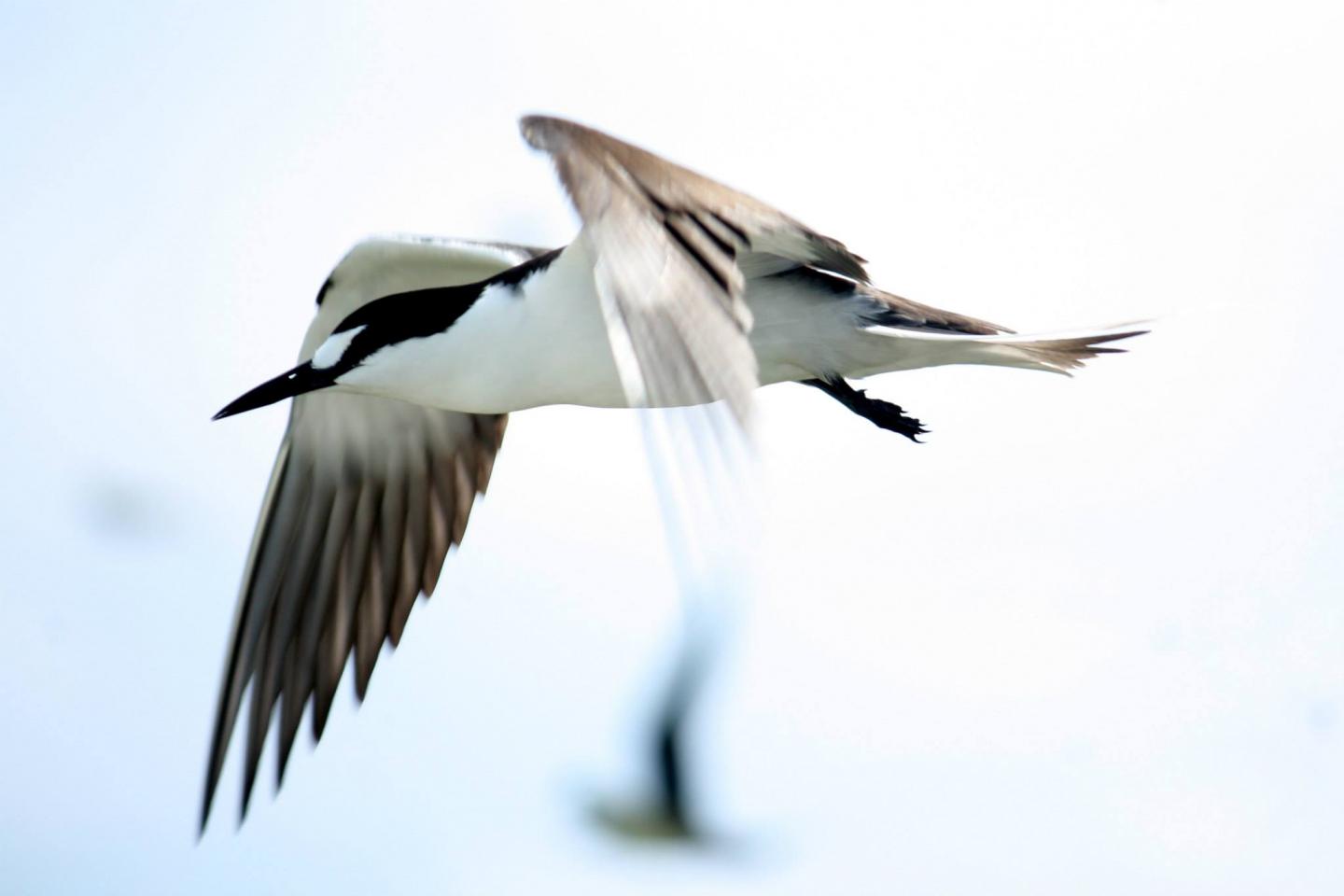 Huang SootyTern 2