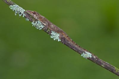 <i>Anolis occultus</i>