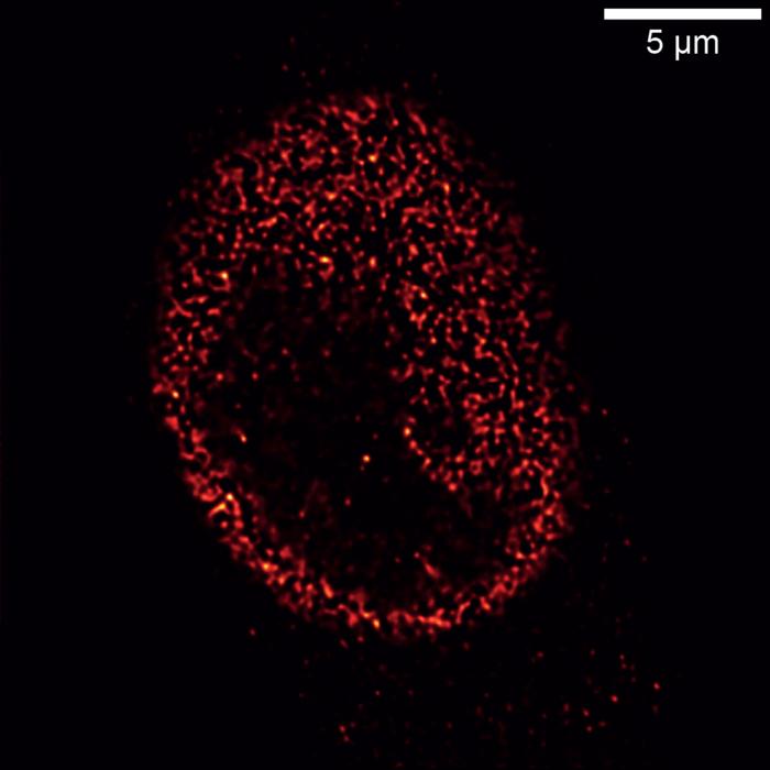 A new microscopy technique to capture the complexity of biological tissues