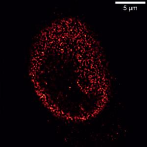 A new microscopy technique to capture the complexity of biological tissues
