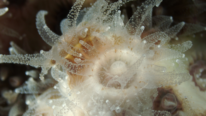 Northern star coral in lab, microscopic