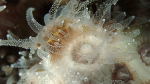 Northern star coral in lab, microscopic