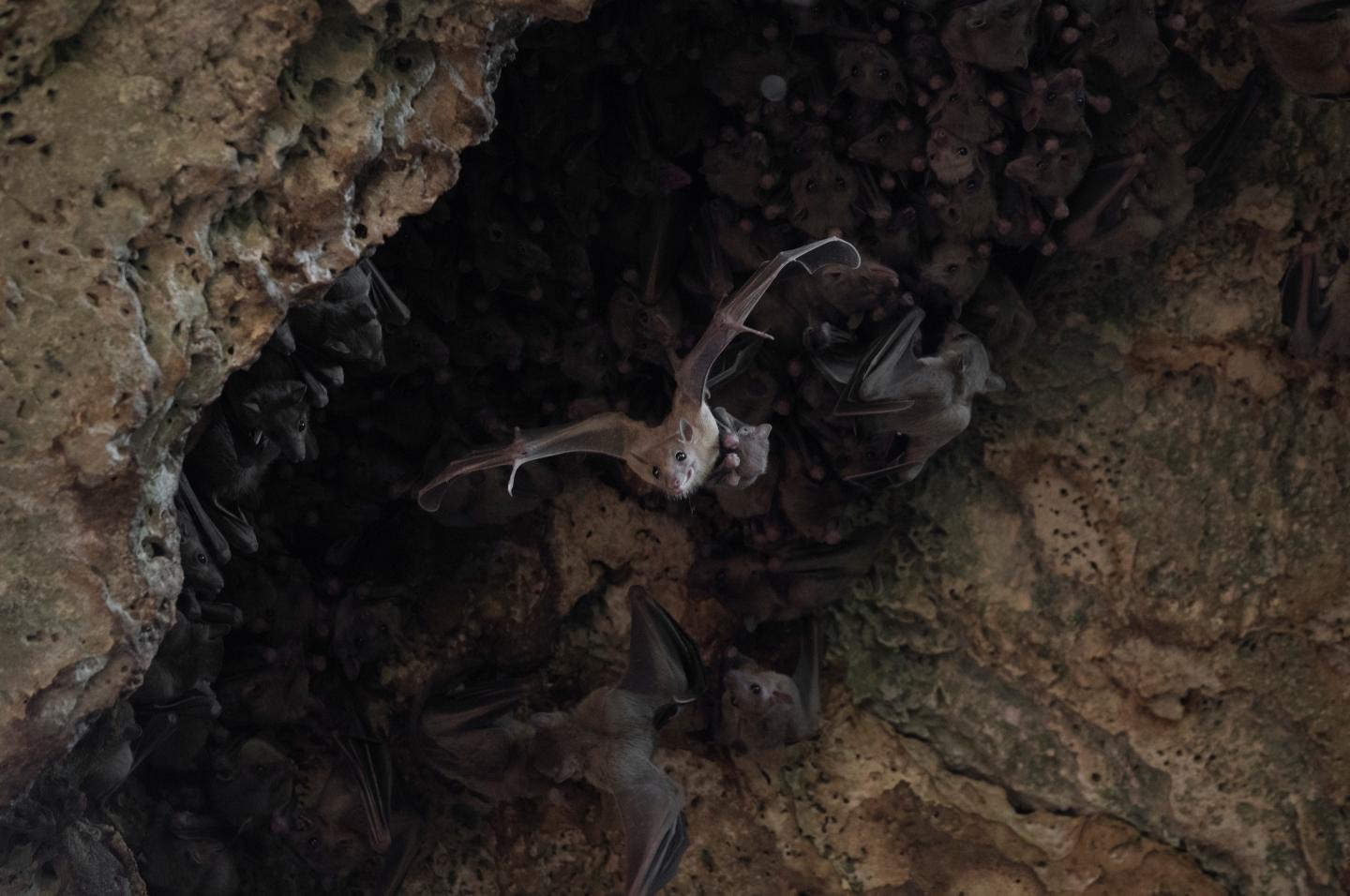 Fruit Bats with Pups