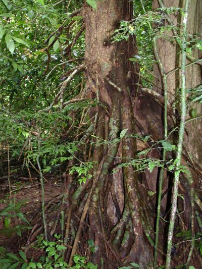 The Distinctive Trunk and Aerial Roots
