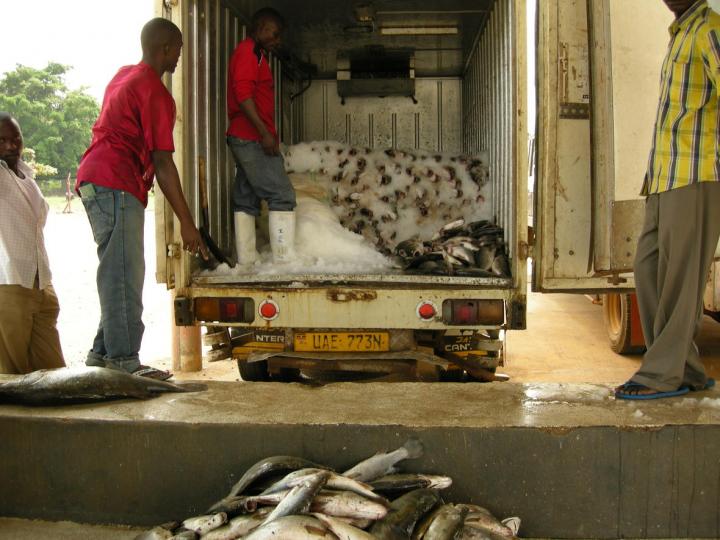 Nile Perch Harvest, Uganda