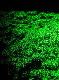 Green Fluorescence 