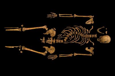 Complete Skeleton