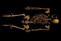 Complete Skeleton