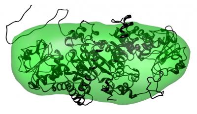Protein from <i>Pyrococcus furiosis</i>