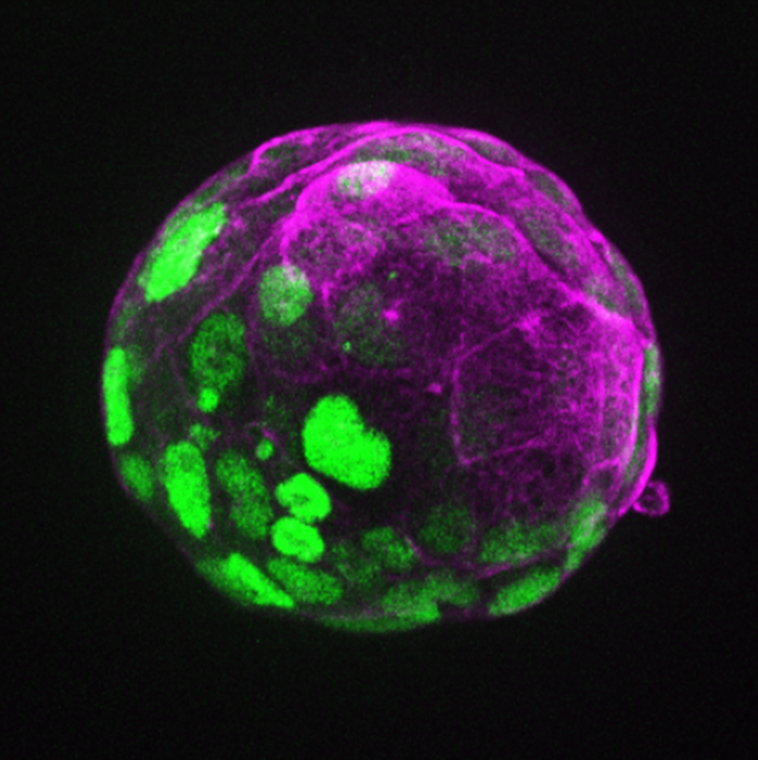 An axis of protein expression in a mouse blastoid
